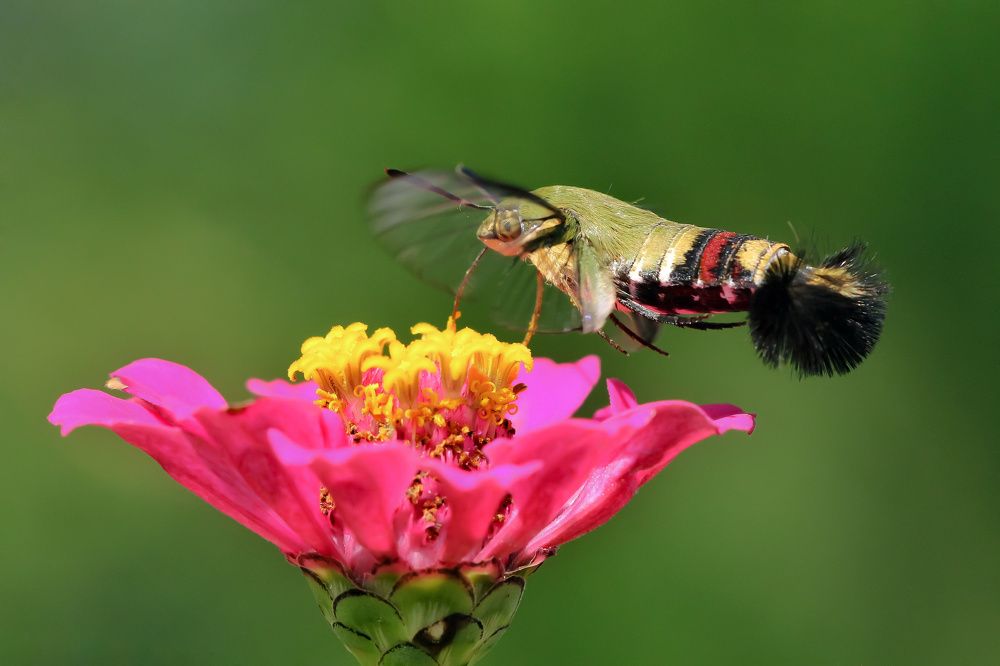 Hummingbird-Moth Green