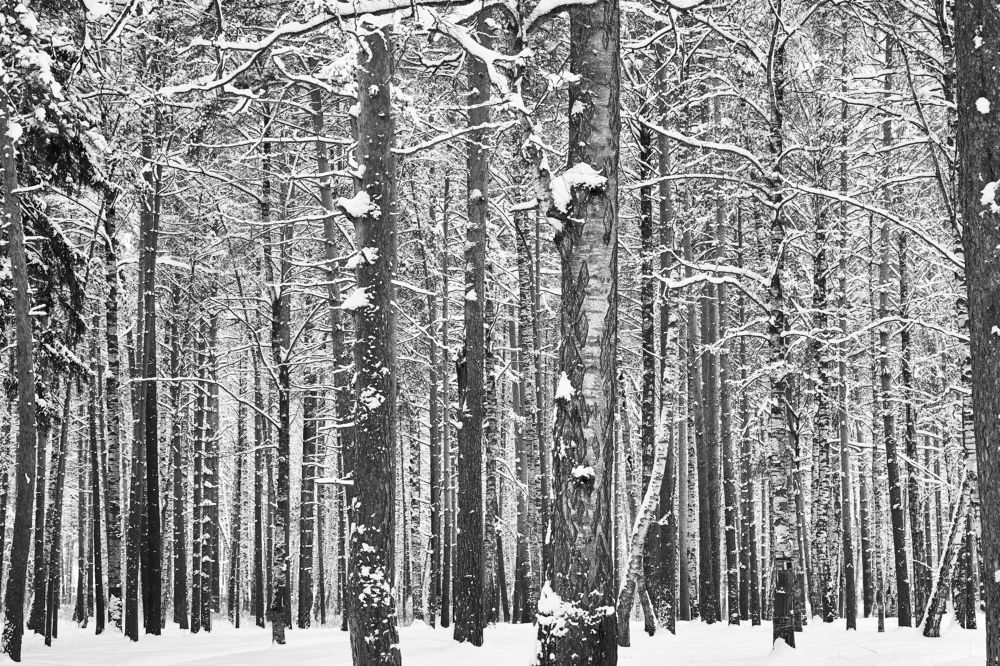 Photograph by Балакин Евгений