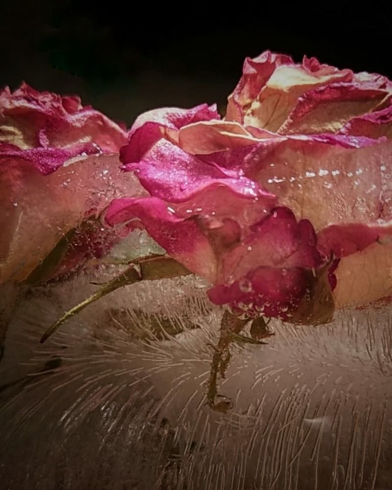 Roses and ice