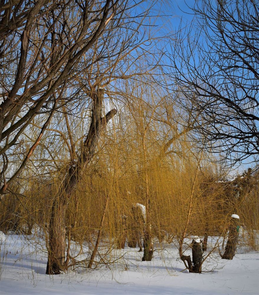 Photograph by Сергей Иванович Носов