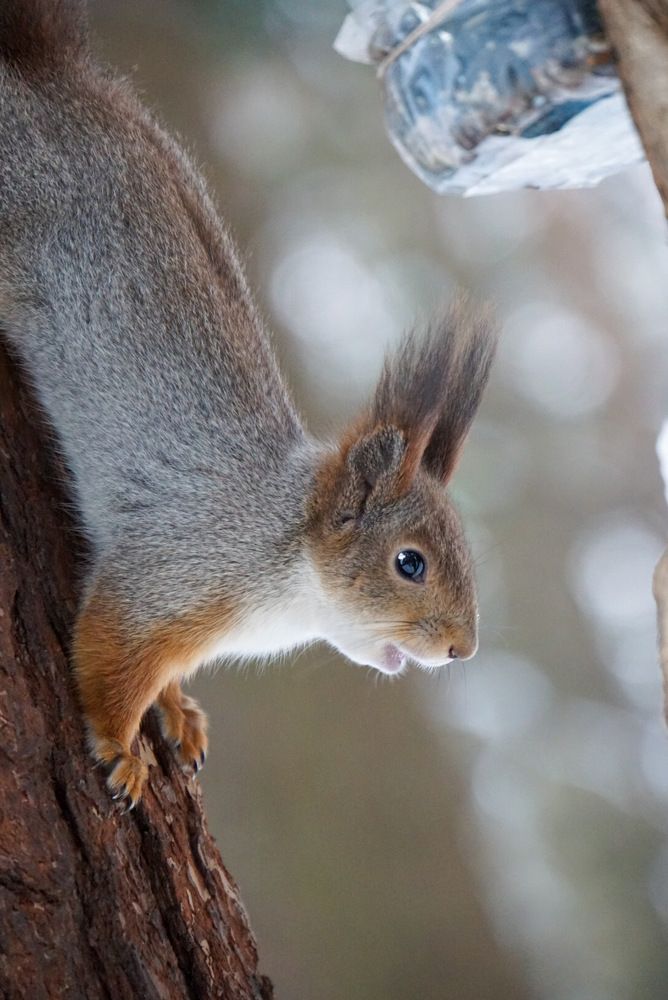 Бежать или успею ещё один орешек съесть?