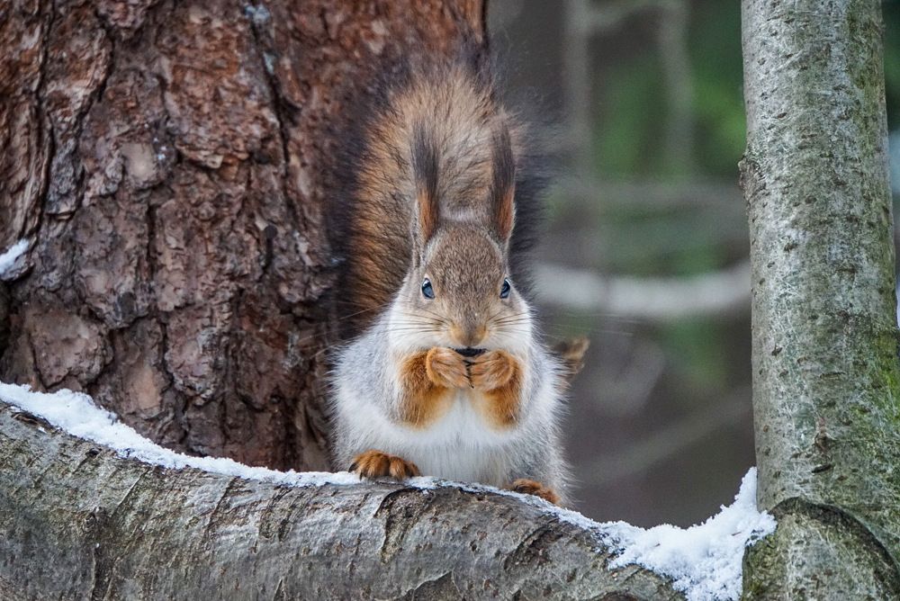 Не мешайте мне есть