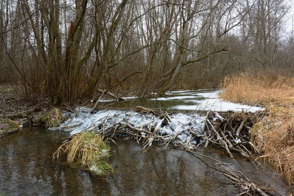 Там, где живут бобры