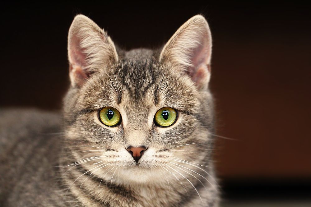 Не моргать!