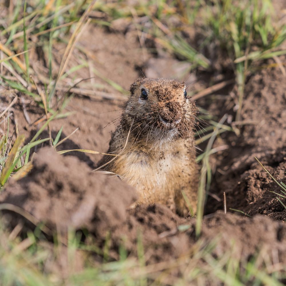 Деловой сурок