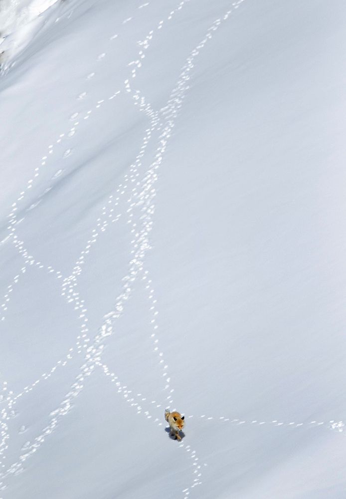 Dweller of the Snowy Mountains