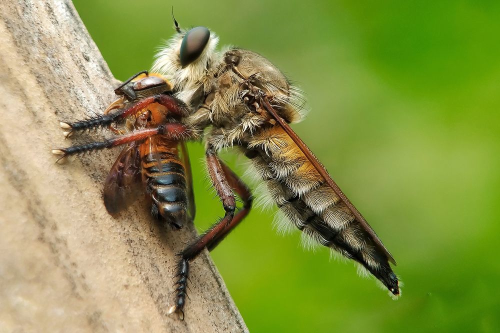 Photograph by Yanis Setiawan