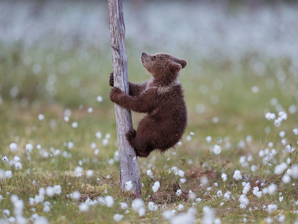Приключения в таёжном лесу.