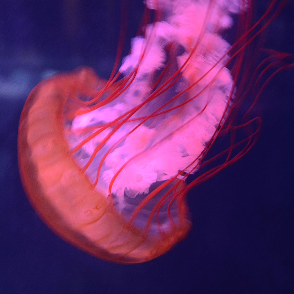 Фотография автора Sushunto Arinda