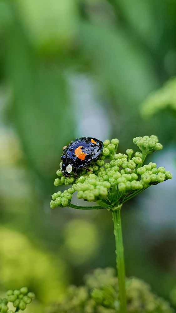 Photograph by Кристина Дугина