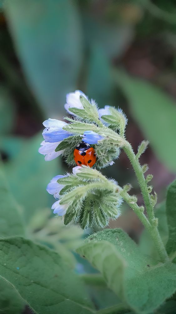 Photograph by Кристина Дугина