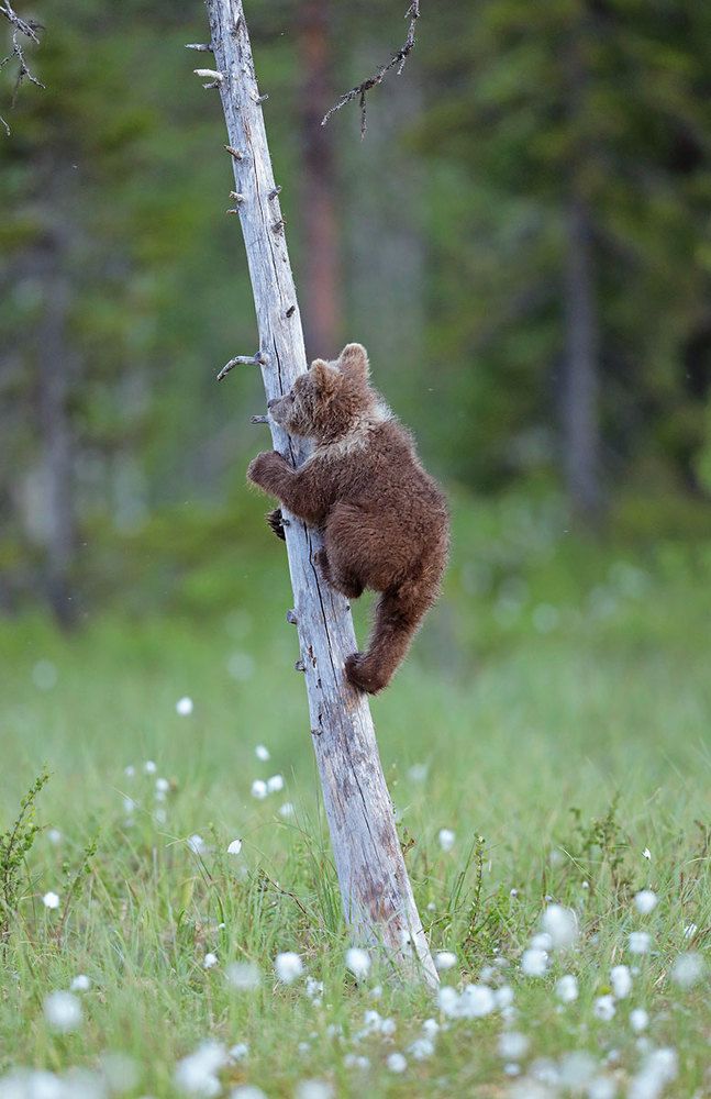 Маленькие медвежата в таежном лесу.