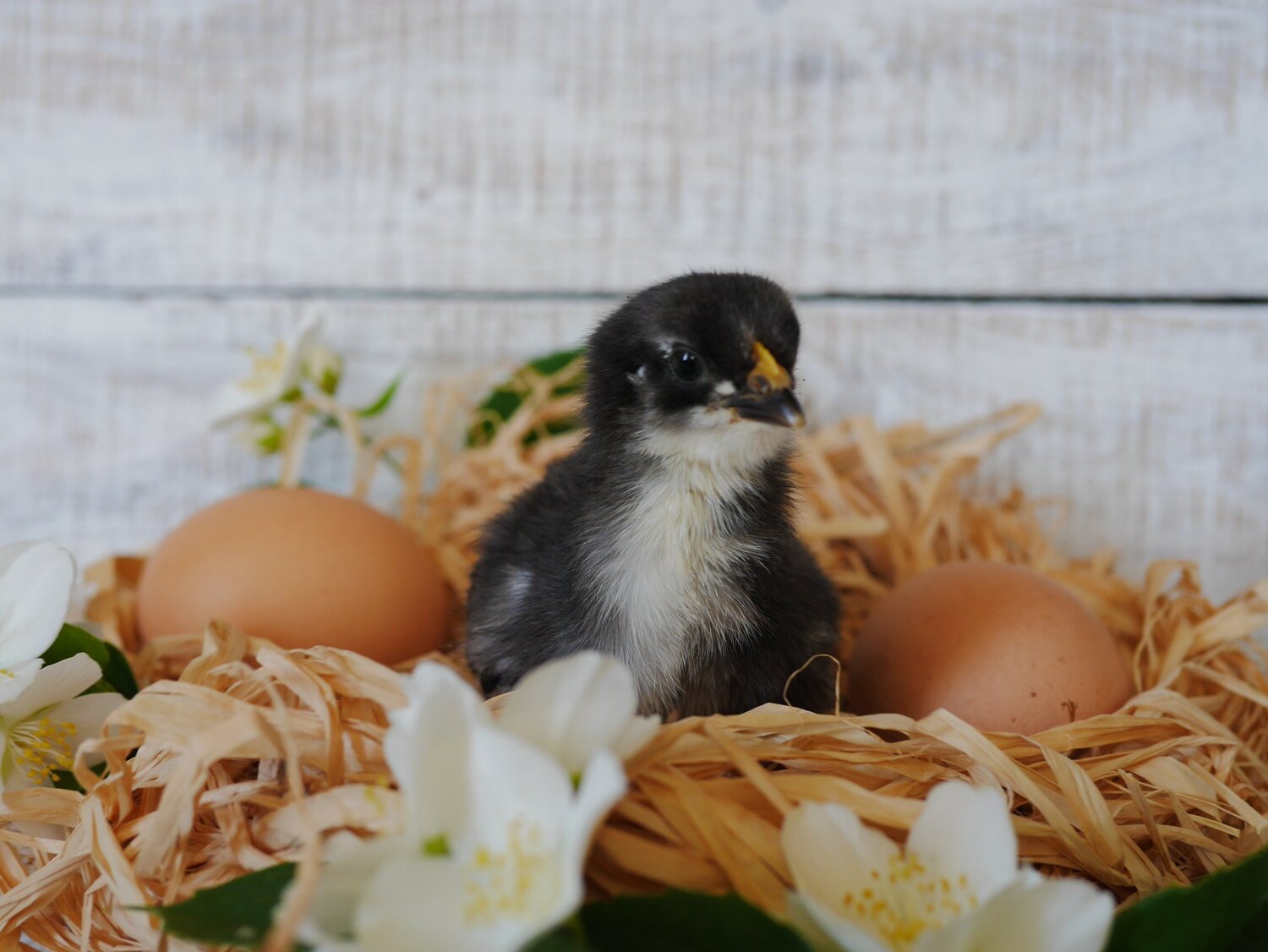 Photo #5667075