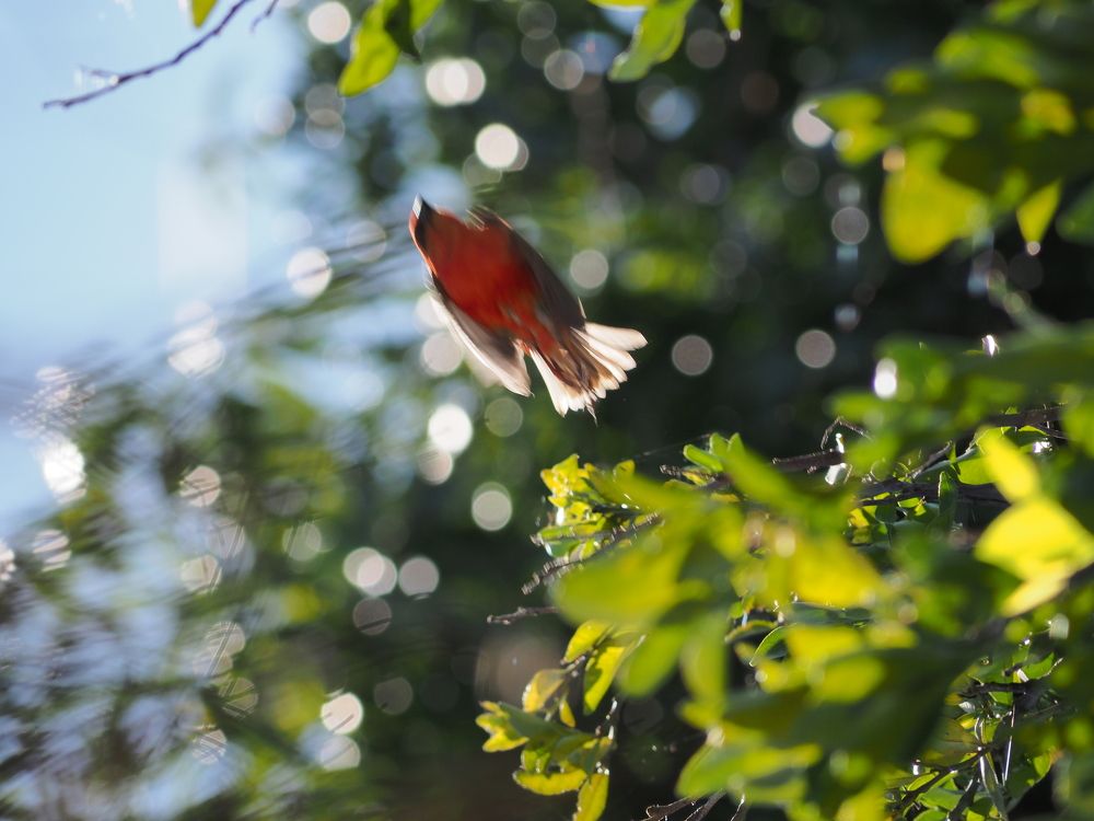 Photograph by Patricia LECCIA