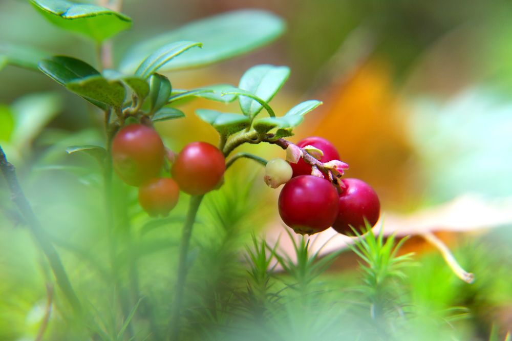 Фотография автора Юлия Кранина