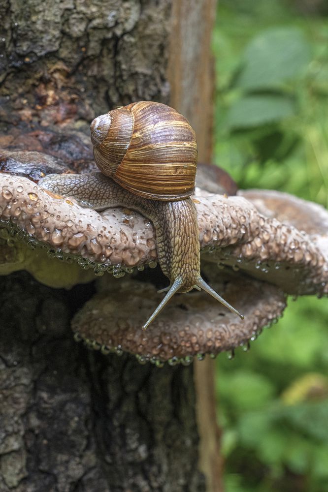 Виноградная улитка.