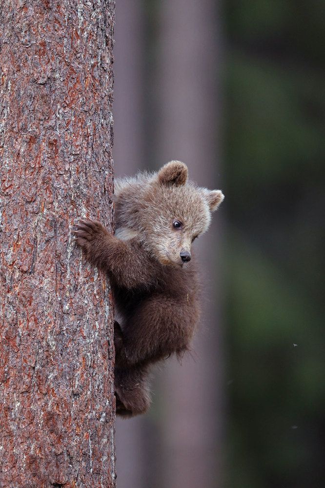 Потапыч, не дрейфь, давай за мной.