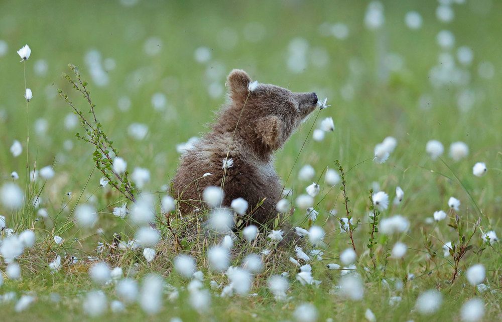 Photograph by Valtteri Mulkahainen