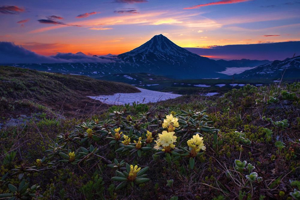 рододендрон золотистый