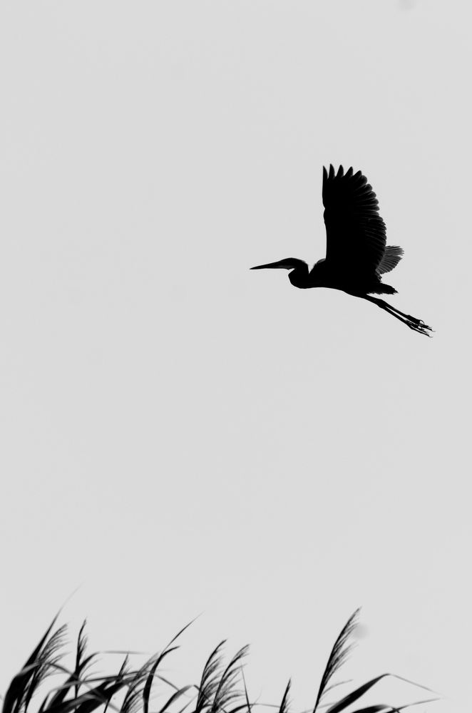 Photo #5668039