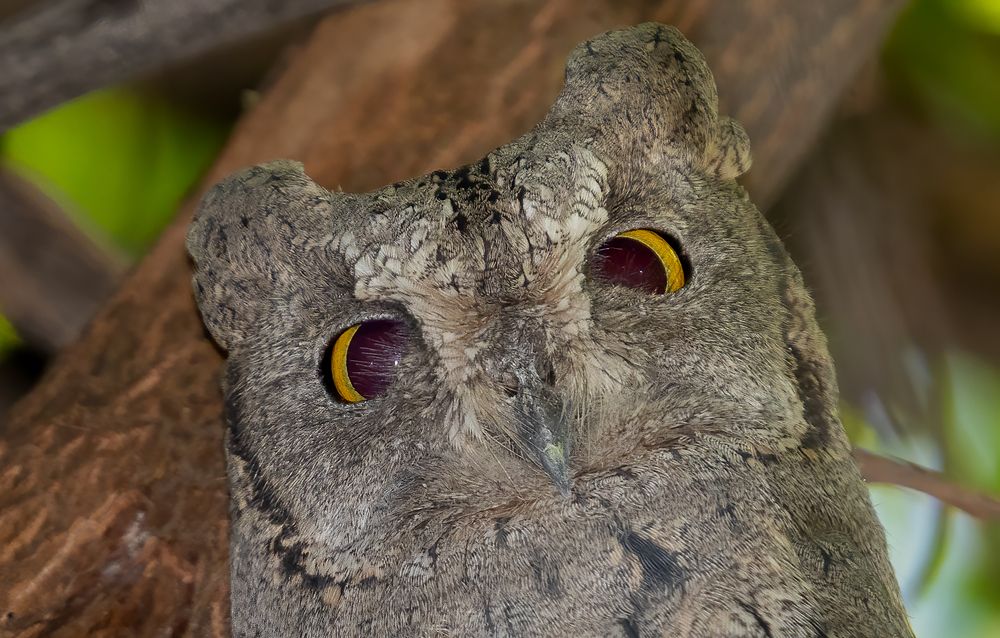 eyes