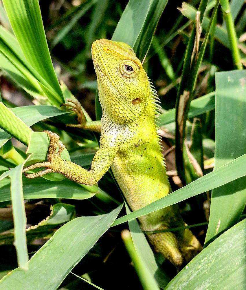 Chameleon