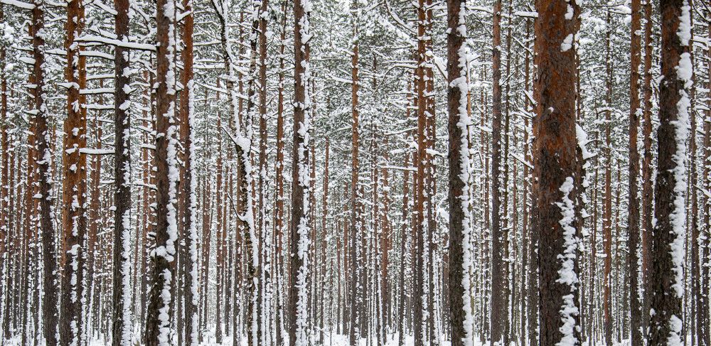 Photograph by Nora Cheprasova