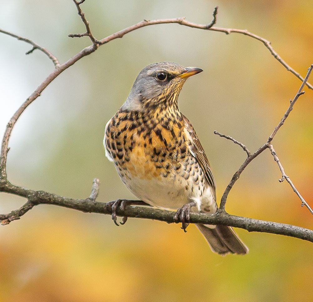 Дрозд рябинник.