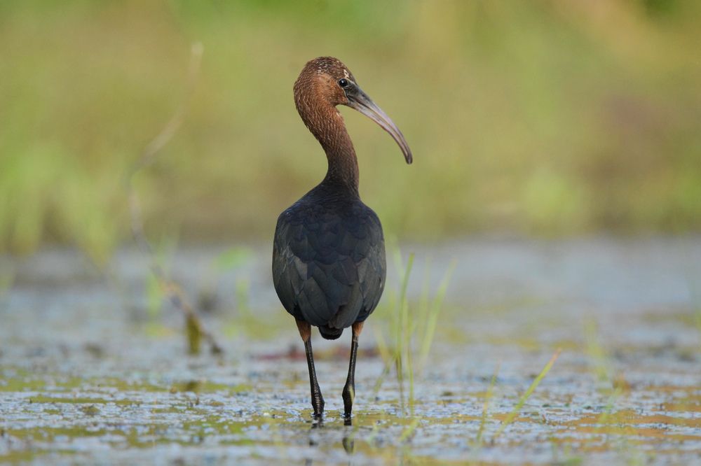 Грациозная.