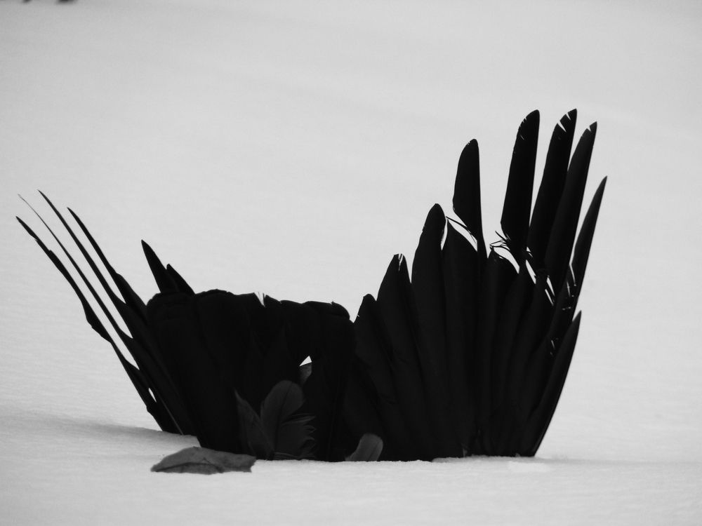 Photo #5668560