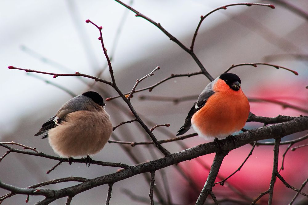 Photograph by Людмила Бурьян