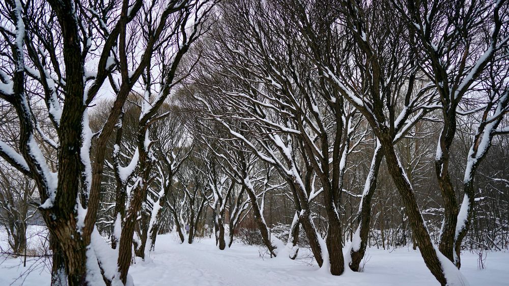 Photograph by Алексей Шевченко