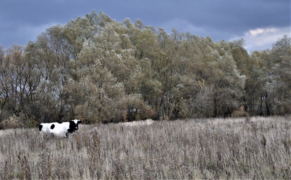 Photograph by Антонина Деркач