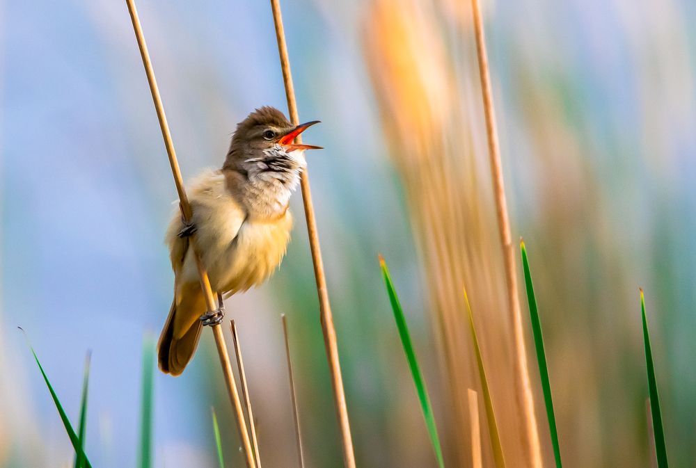 Photograph by Rafał Kowalik