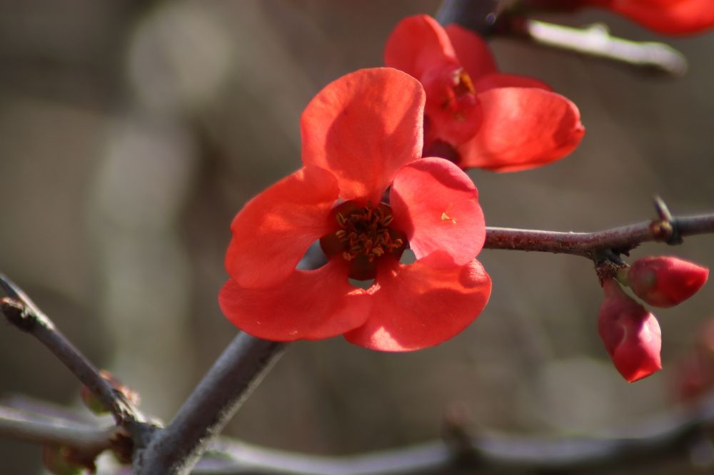 Японская айва.