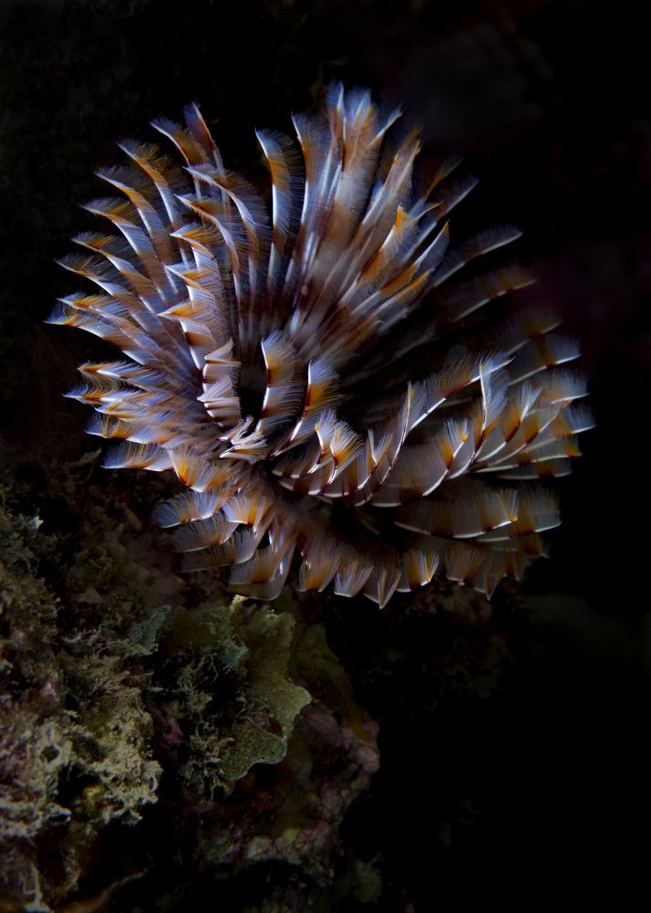 Photograph by Юрий Перевозников