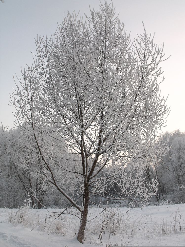 Photograph by Виктория Шлёпина