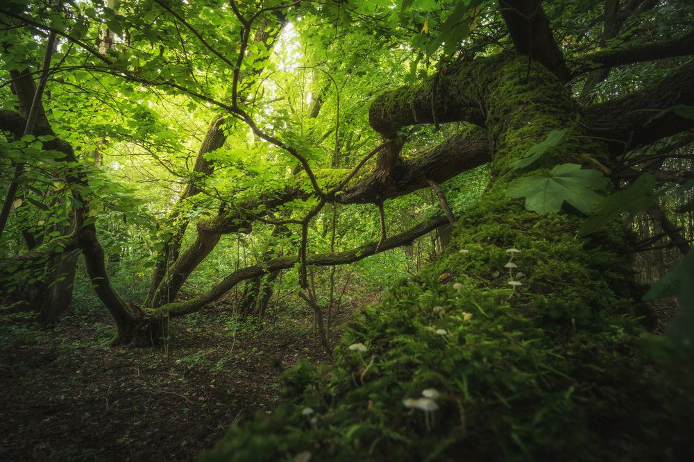 Photograph by Błażej Krzyżanek