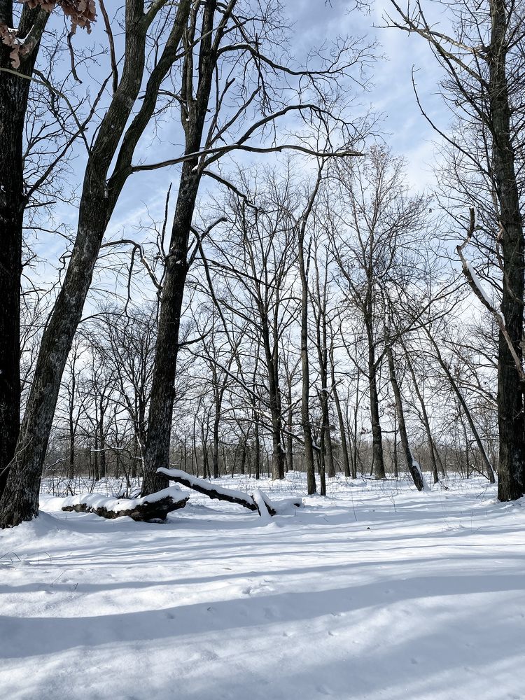 In the shade of the trees