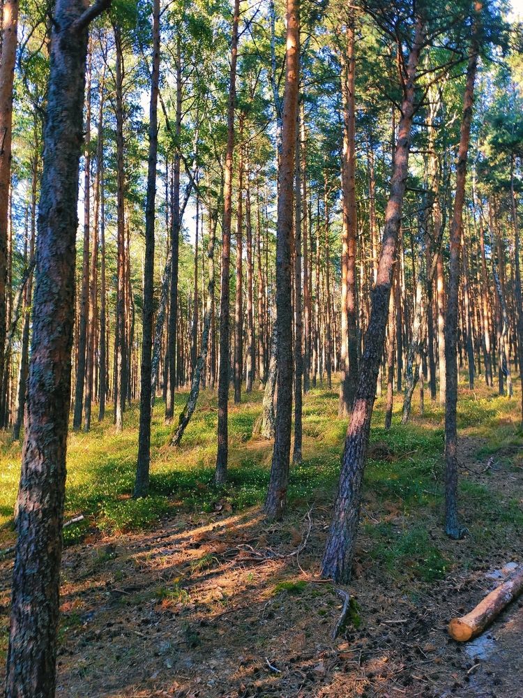 Photograph by Дарья Гурьева