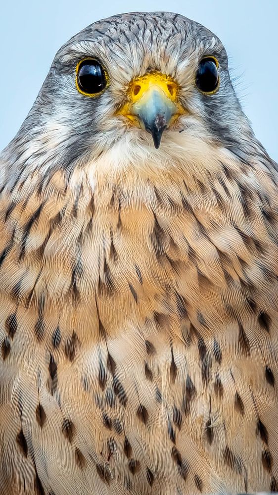Common Kestrel