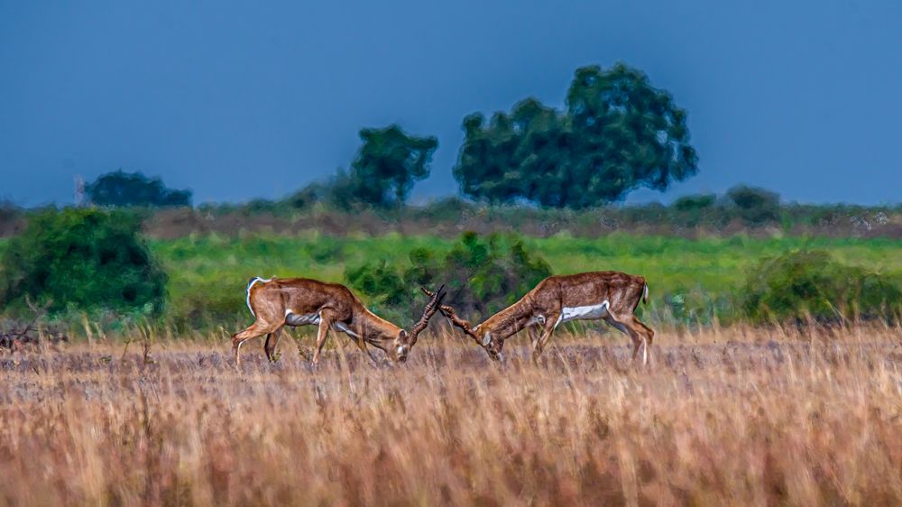 Photograph by Sreenivas Kandukuree
