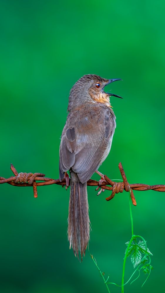 Photograph by Sreenivas Kandukuree