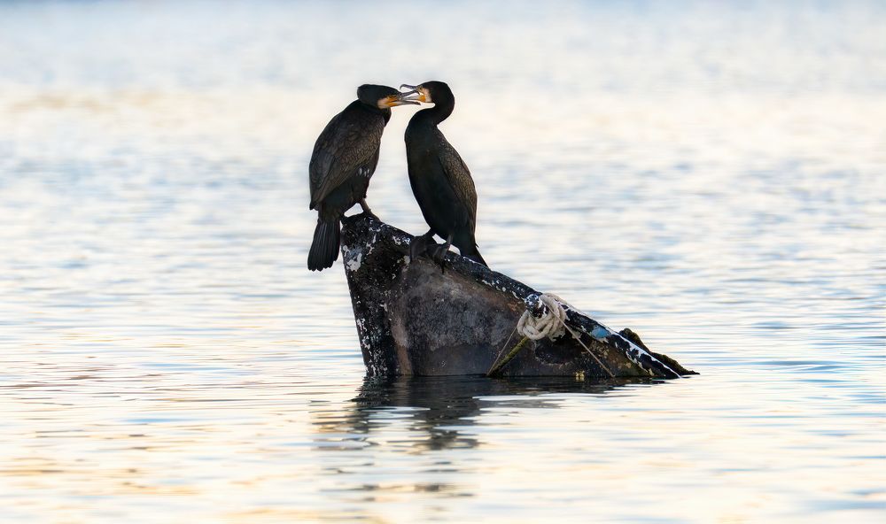 Последний поцелуй