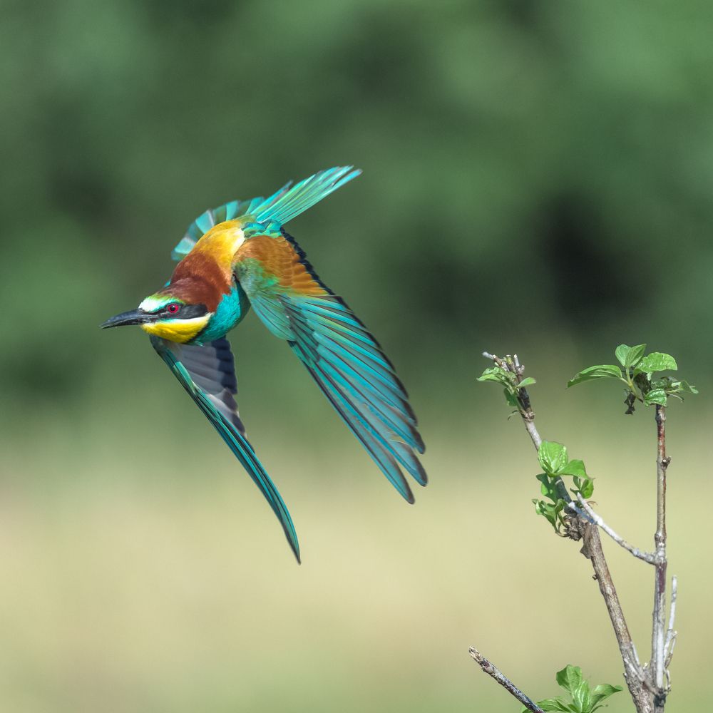 Bee eater