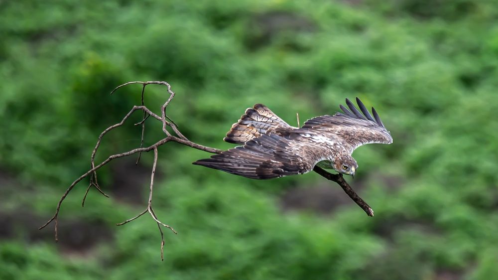 Photograph by Sreenivas Kandukuree