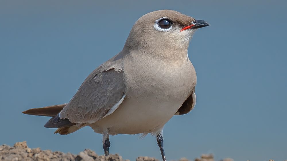 Photograph by Sreenivas Kandukuree