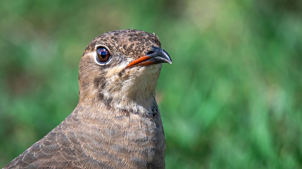 Photograph by Sreenivas Kandukuree