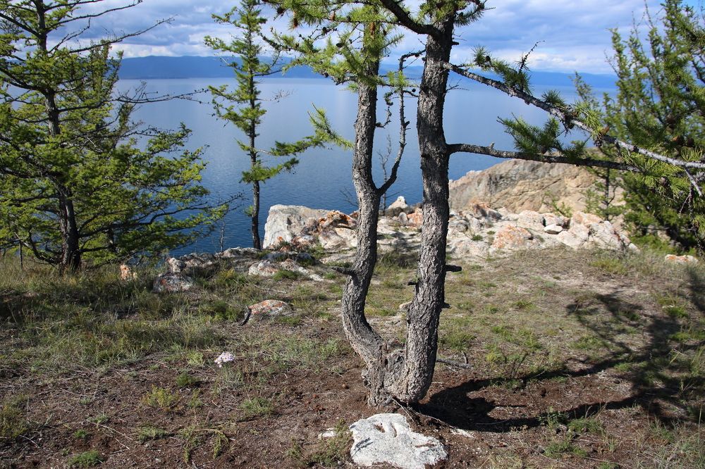 Лиственничное редколесье Байкальских берегов