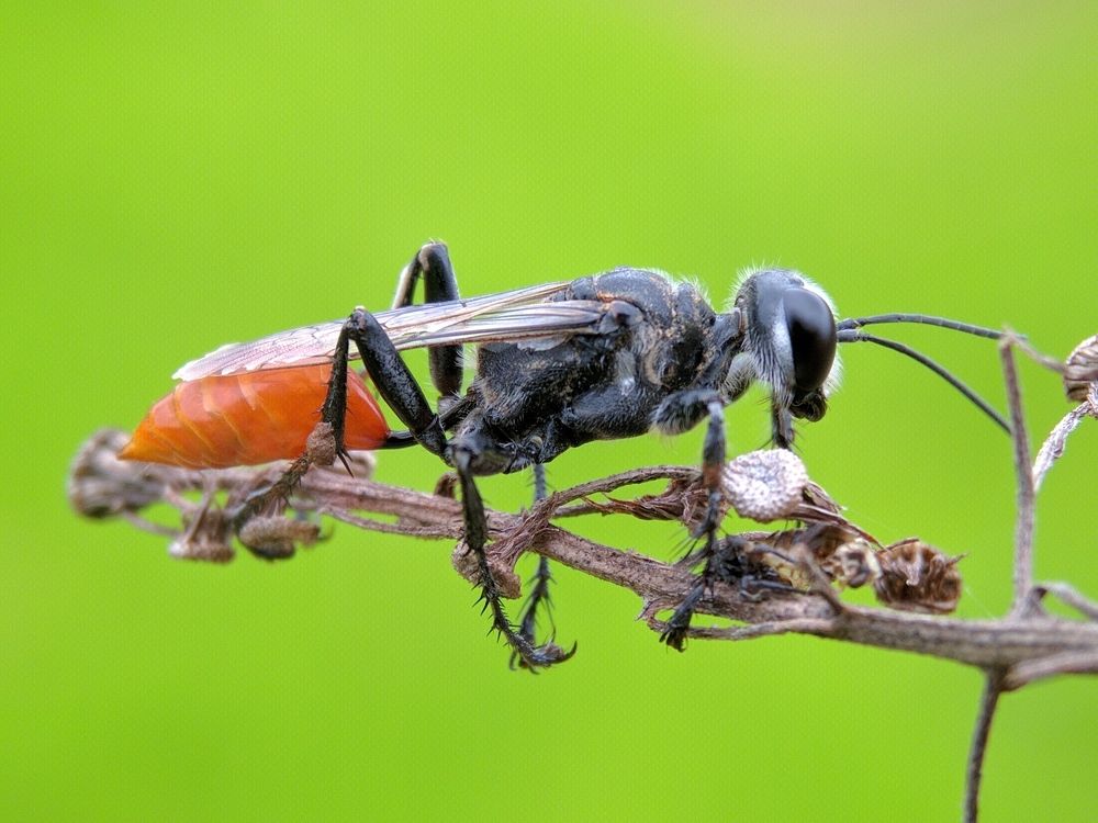 Tawon - Prionyx parkeri